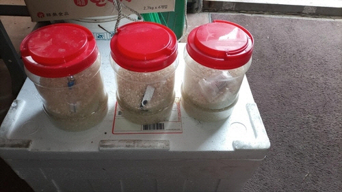 한강 하구서 건져 올린 쌀과 USB[행주 어민 제공]